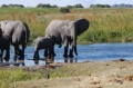 Elephant and baby